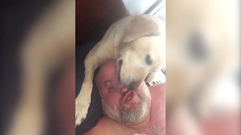 "Dog Won't Let Owner Take a Nap and Licks All Over His Face"