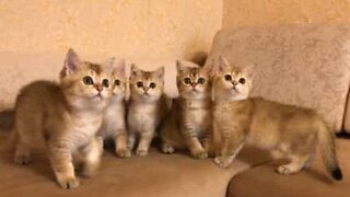 5 kittens are entranced by the same toy