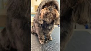 Amazing Shih Tzu Grooming Transformation!😱