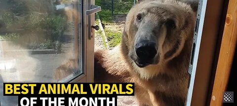 Funny animals videos 😂😂