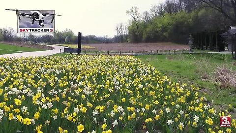 50,000 daffodils on display at Lauritzen Gardens