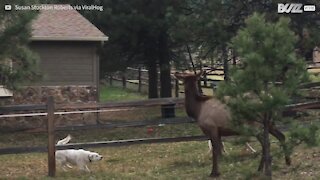 L'improbabile amicizia tra un'alce e dei cani!