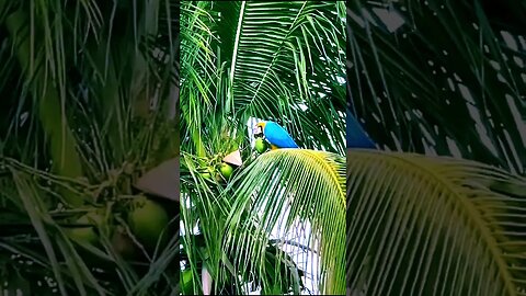Momento Único: Papagaio Saboreando Água de Coco Como um Verdadeiro Paraíso!🌴🦜💧