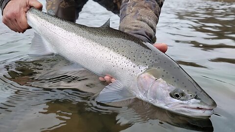 It's TIME! NW Steelhead Talk with Scott Amermann