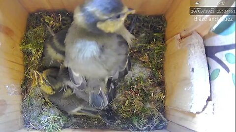 ALPHA Blue Tit Chick Stretches Legs and Wings Standing on Pile of Siblings