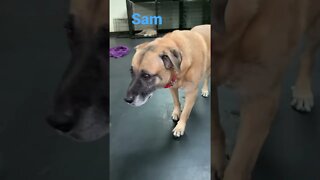 [Shorts 0128] SAM [#dogs #doggos #doggies #puppies #dogdaycare]