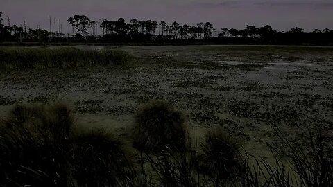 Dark Relaxation - Swamp and Sound at St Marks NWR #asmr