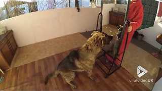 Dog Attacks Its Own Reflection And Gets Aggressive With The Mirror
