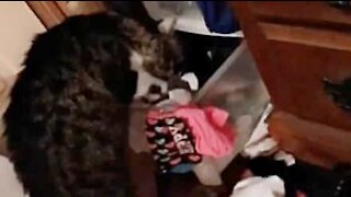Kat tømmer skuffen med sokker, før den ligger sig i den