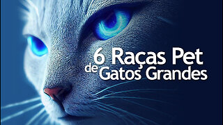 6 raças grandes de gatos domésticos | 6 large domestic cat breeds | PET | JV Jornalismo Verdade