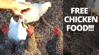 Free Chicken Feed at Home!