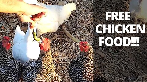 Free Chicken Feed at Home!