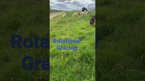Grass is even better this year. Go Rotational grazing! #homesteading #sheep #spring #goats