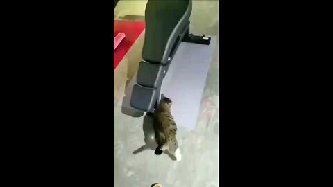 vidéo fanny cat