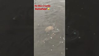 Total Turtle Warfare 🐢 ⚔️ #shortsfeed #turtles