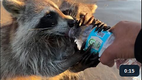 Thirsty Beach Raccoons Drink Water
