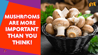 Top 15 Facts About Mushrooms You Didn't Know :) :)