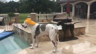 Great Danes wear rain hats during Florida storm