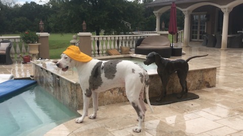 Great Danes wear rain hats during Florida storm