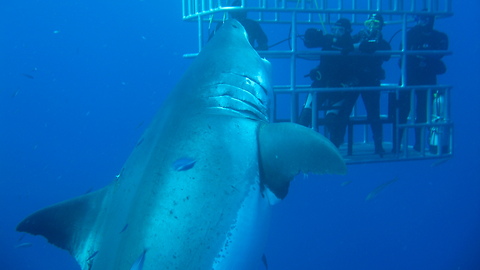 This Shark Is Believed To Be The Biggest One In The World