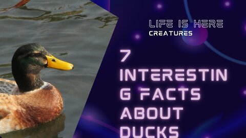 7 Interesting Facts About Ducks
