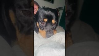 Cute Rottweiler Teething [4K] #rottweiler #shorts #asmr #viral #trending