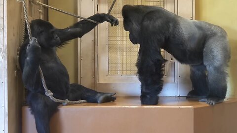 Gorilla asks A Female to mate