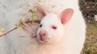 Adorável familia de wallabies albinos