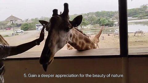 10 reason why should feed giraffe in safari park Thailand.