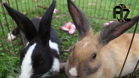 Ethiopian Funny Rabbit Run How to Breed Rabbits Rabbit Video animal rabbit Videos Compilation