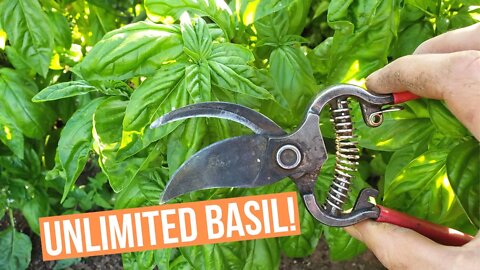How to Prune Basil for ENDLESS HARVEST!
