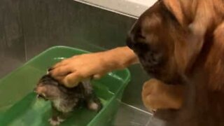 Big dog pets tiny rescued kitten