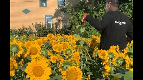 Seeds of Hope: a new sunflower field is brightening up Jefferson Avenue