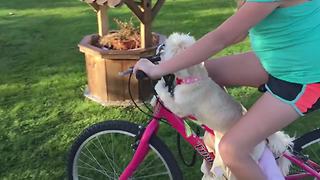 Adorable Little Dog Enjoys A Bike Ride