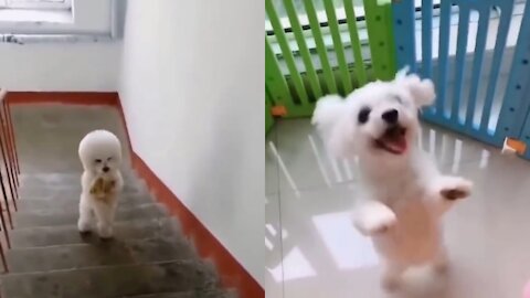 Dog Walking On Two Legs - Cute Dog