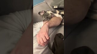 Brutal Frenchie attack