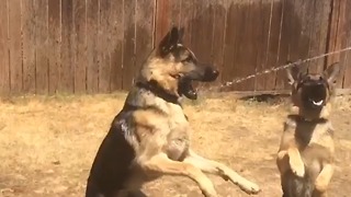 German Shepherds experience water hose for the first time