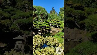 Tranquil Hayward Japanese Garden Paradise 🍃🎵 Koi Fish & Waterfall Relaxation #nature