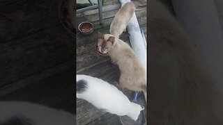 feeding feral cats