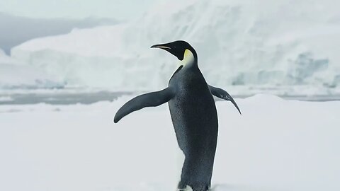 Emperor Penguins: Love and Devotion in Antarctica's Icy Wilderness