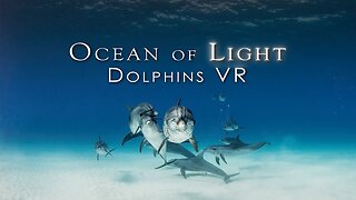 Ocean of Light: Dolphins - Trailer | Meta Quest Platform