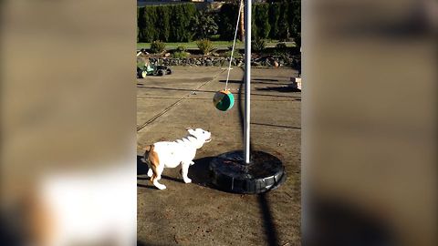 Dog Fails At Tetherball