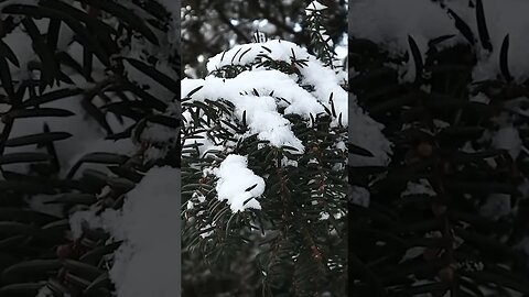 ❄️Nature's Cathedral I ❄️