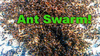 Ant Army = “Swarm Intelligence”