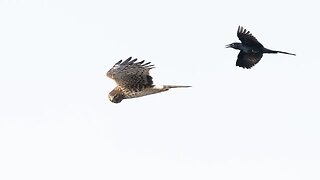 Northern Harrier Chased by Crow, Sony A1/Sony Alpha1, 4k