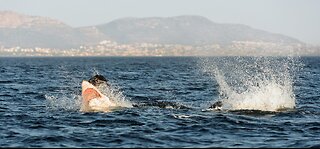 Woman Dives into Sharks Open Mouth