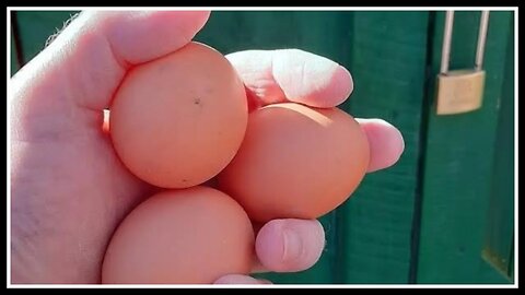 🐓 For Healthy Chickens Keep Their Coop Clean!