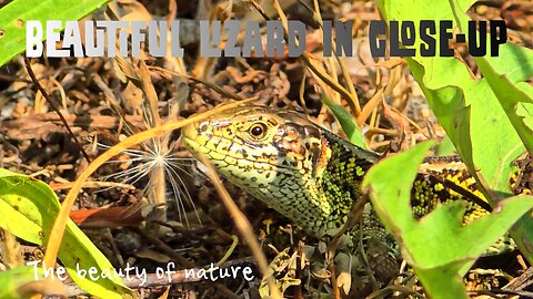 Beautiful lizard in close-up / beautiful reptile in nature.