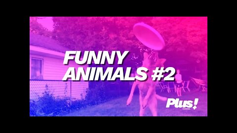 FUNNY ANIMALS! #02