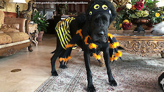Great Dane models spider bumble bee Halloween costume